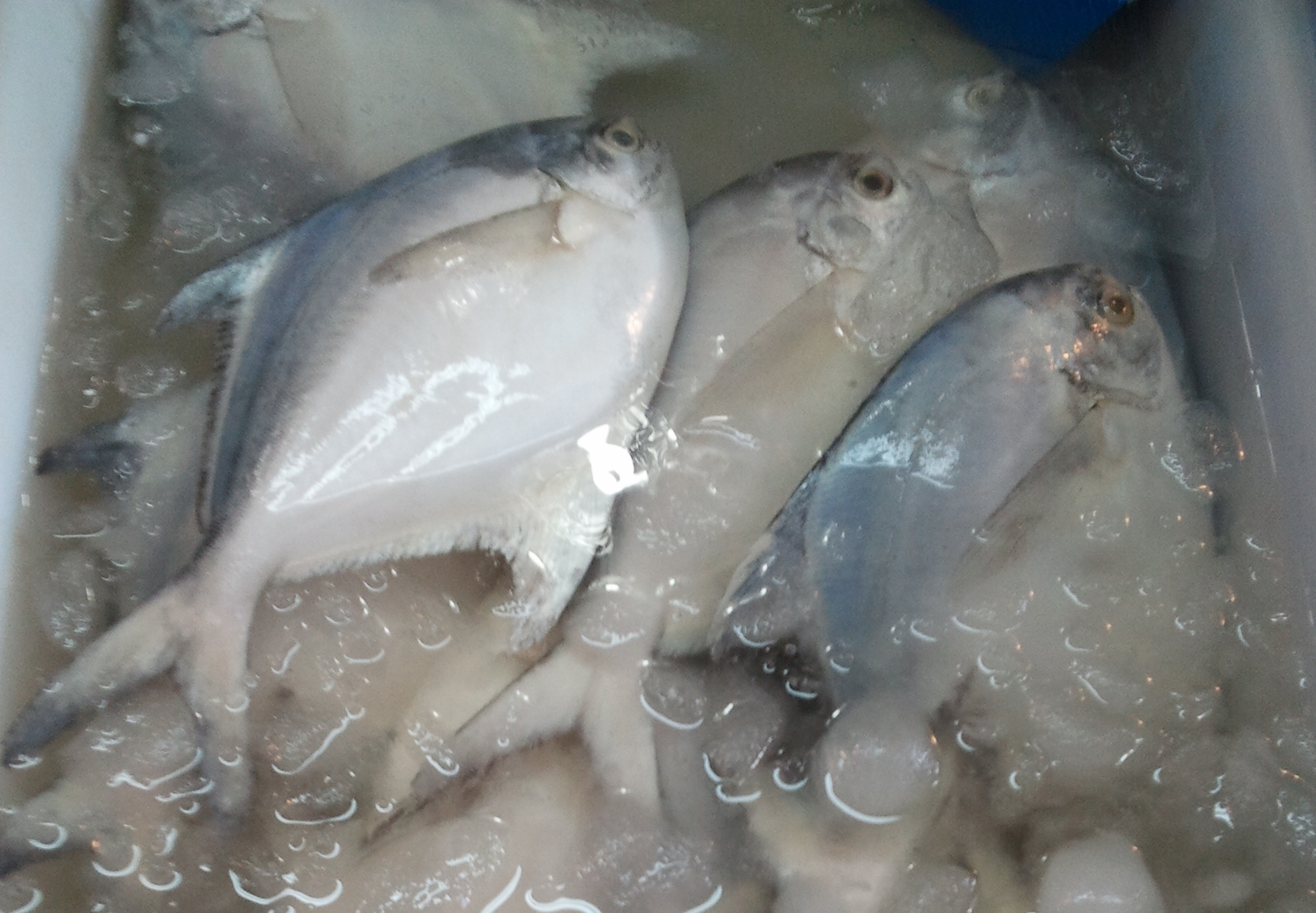 เทศกาลอาหารและดนตรีสมุทรสาคร